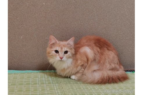 成約済の兵庫県のノルウェージャンフォレストキャット-85495の4枚目