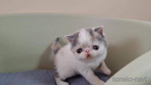 成約済の岐阜県のエキゾチックショートヘア-85503の7枚目
