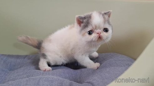 成約済の岐阜県のエキゾチックショートヘア-85503の3枚目