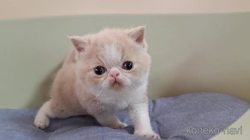 成約済の岐阜県のエキゾチックショートヘア-85504の2枚目