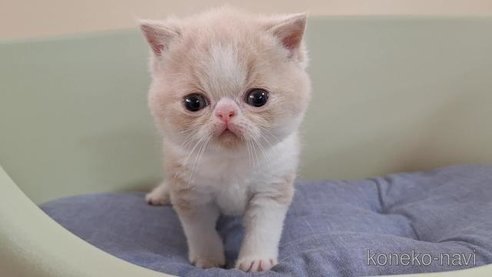 成約済の岐阜県のエキゾチックショートヘア-85504の4枚目