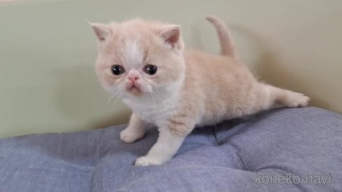 成約済の岐阜県のエキゾチックショートヘア-85504の6枚目