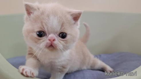 成約済の岐阜県のエキゾチックショートヘア-85504の1枚目