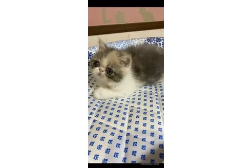 成約済の茨城県のエキゾチックショートヘア-85535の3枚目