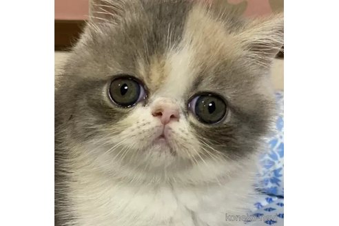 成約済の茨城県のエキゾチックショートヘア-85535の4枚目
