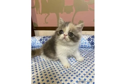 成約済の茨城県のエキゾチックショートヘア-85535の2枚目