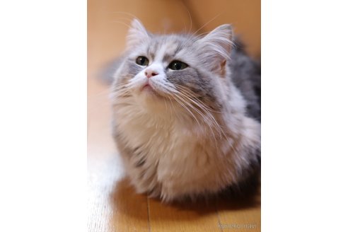 チェリーちゃん1枚目