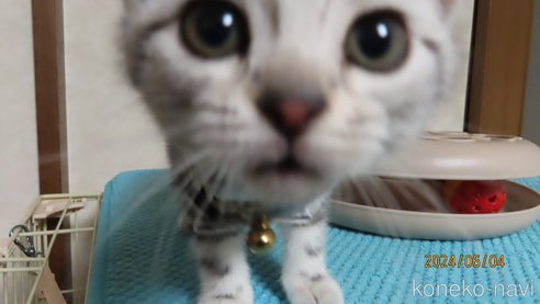 成約済の長野県のアメリカンショートヘア-85561の3枚目
