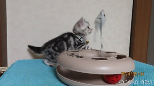成約済の長野県のアメリカンショートヘア-85561の2枚目