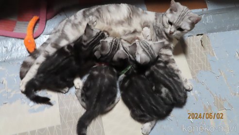 成約済の長野県のアメリカンショートヘア-85563の6枚目