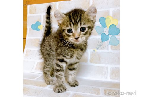 成約済の東京都のその他の猫種-85573の10枚目