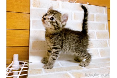 成約済の東京都のその他の猫種-85573の11枚目