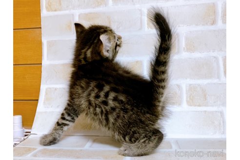 成約済の東京都のその他の猫種-85573の12枚目