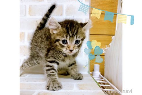 成約済の東京都のその他の猫種-85573の9枚目