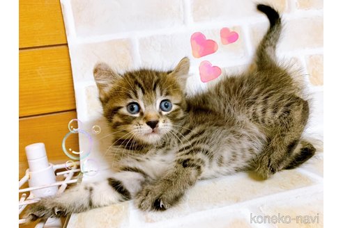 成約済の東京都のその他の猫種-85574の1枚目