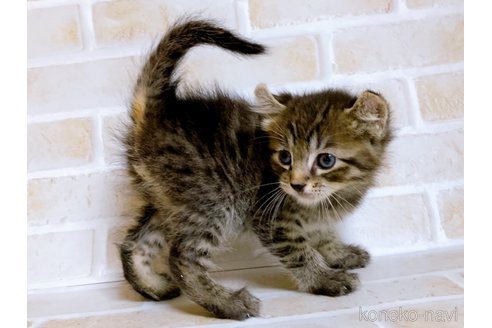 成約済の東京都のその他の猫種-85574の2枚目