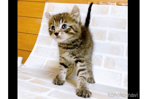 成約済の東京都のその他の猫種-85574の4枚目