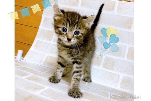 成約済の東京都のその他の猫種-85574の5枚目