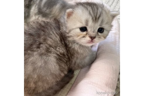 成約済の愛知県のミヌエット-85375の43枚目