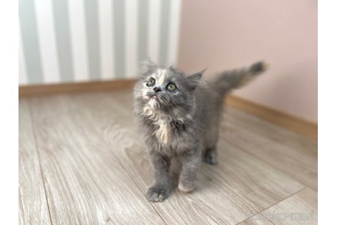 成約済の群馬県のミヌエット-82733の18枚目