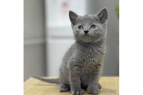 成約済の大阪府のロシアンブルー-85613の5枚目