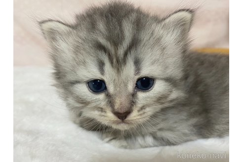 成約済の栃木県のサイベリアン-85617の4枚目