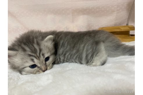 成約済の栃木県のサイベリアン-85617の5枚目