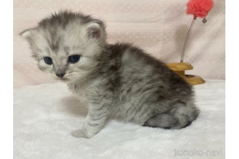 成約済の栃木県のサイベリアン-85619の5枚目