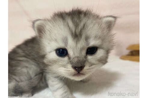 成約済の栃木県のサイベリアン-85619の4枚目