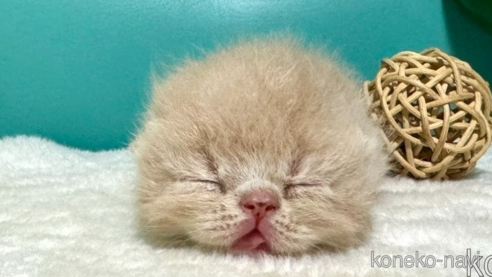 成約済の岐阜県のエキゾチックショートヘア-85637の1枚目