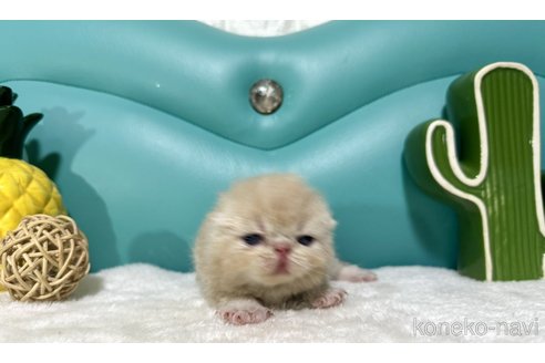 成約済の岐阜県のエキゾチックショートヘア-85639の3枚目