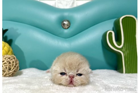 成約済の岐阜県のエキゾチックショートヘア-85639の5枚目
