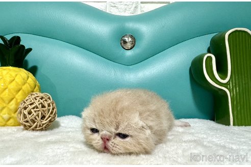 成約済の岐阜県のエキゾチックショートヘア-85639の4枚目