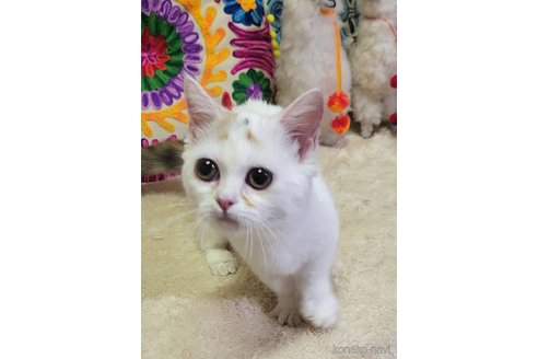 成約済の大阪府のマンチカン(短足)-85640の2枚目