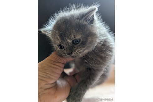 成約済の愛知県のスコティッシュフォールド-85646の5枚目