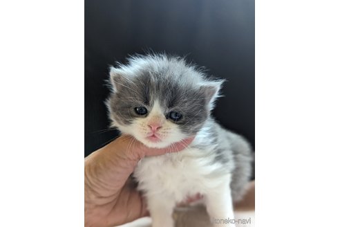 成約済の愛知県のスコティッシュフォールド-85650の5枚目