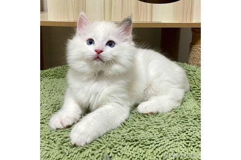 成約済の埼玉県のラグドール-84515の1枚目