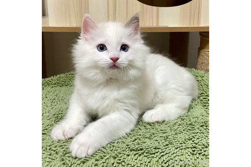 成約済の埼玉県のラグドール-84515の4枚目