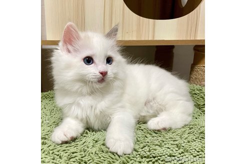 成約済の埼玉県のラグドール-84515の3枚目