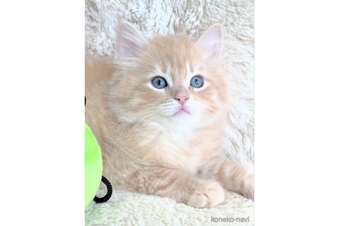 成約済の埼玉県のサイベリアン-79616の3枚目