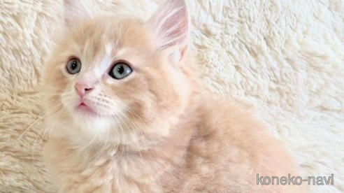 成約済の埼玉県のサイベリアン-79615の1枚目