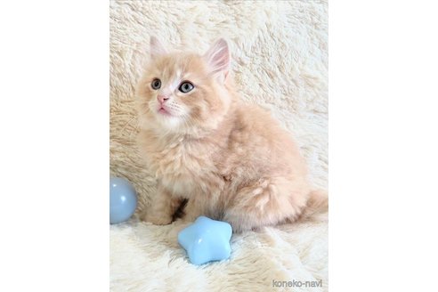 成約済の埼玉県のサイベリアン-79615の2枚目