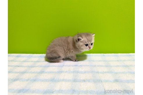 成約済の大阪府のブリティッシュショートヘア-85664の4枚目