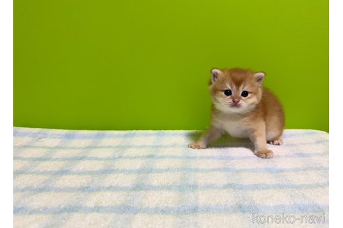 成約済の大阪府のブリティッシュショートヘア-85665の5枚目