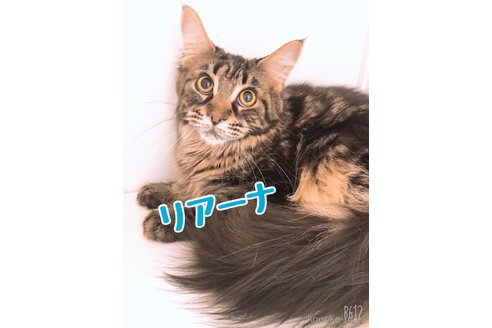 リアーナちゃん1枚目