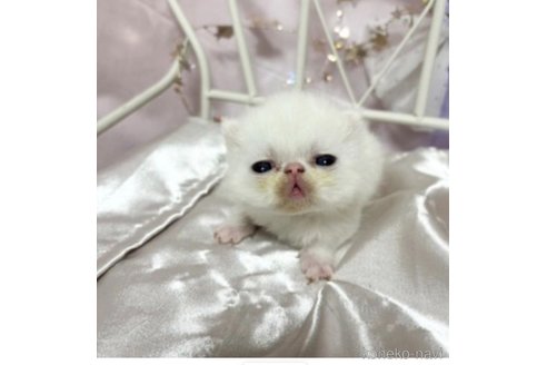 成約済の愛知県のエキゾチックショートヘア-85689の4枚目