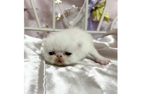成約済の愛知県のエキゾチックショートヘア-85689の5枚目