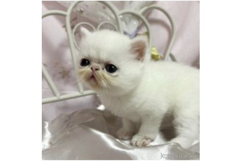 成約済の愛知県のエキゾチックショートヘア-85690の5枚目