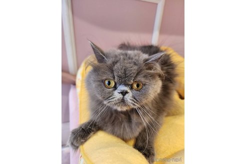 ののエキゾチックロングヘア-