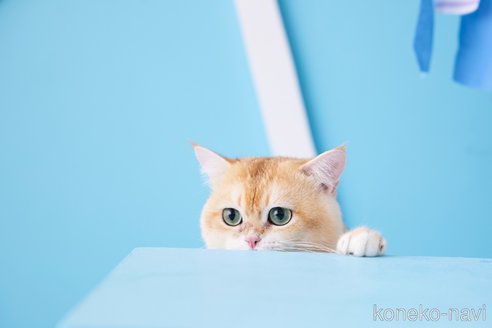 テオくん1枚目